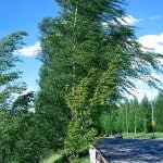 Wind Blown Trees